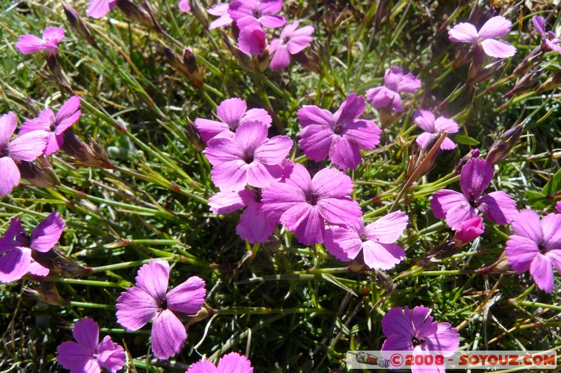 Mont Chiran - Fleur
Mots-clés: fleur