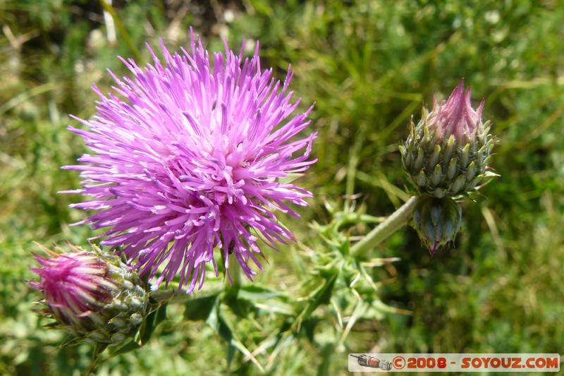 Mont Chiran - Fleurs
Mots-clés: fleur