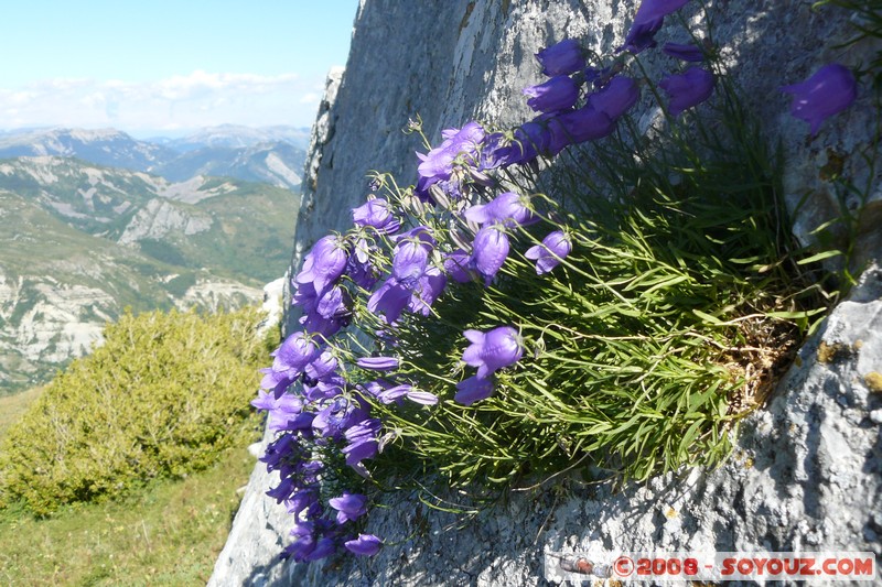Mont Chiran - Fleurs
Mots-clés: fleur