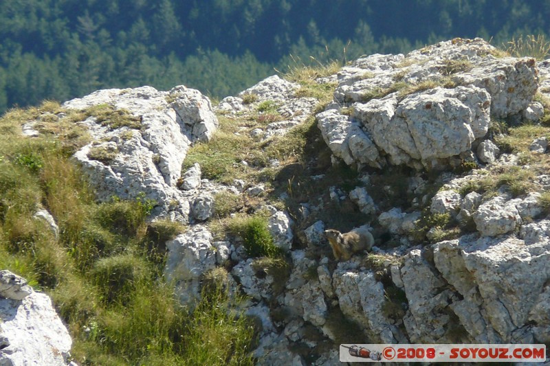 Mont Chiran - Marmotte
Mots-clés: animals Marmotte