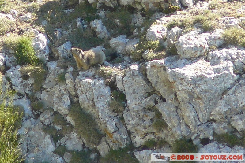 Mont Chiran - Marmotte
Mots-clés: animals Marmotte