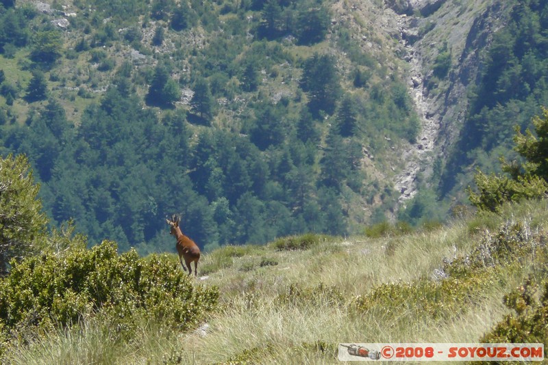 Mont Chiran - Cerf
Mots-clés: animals cerf