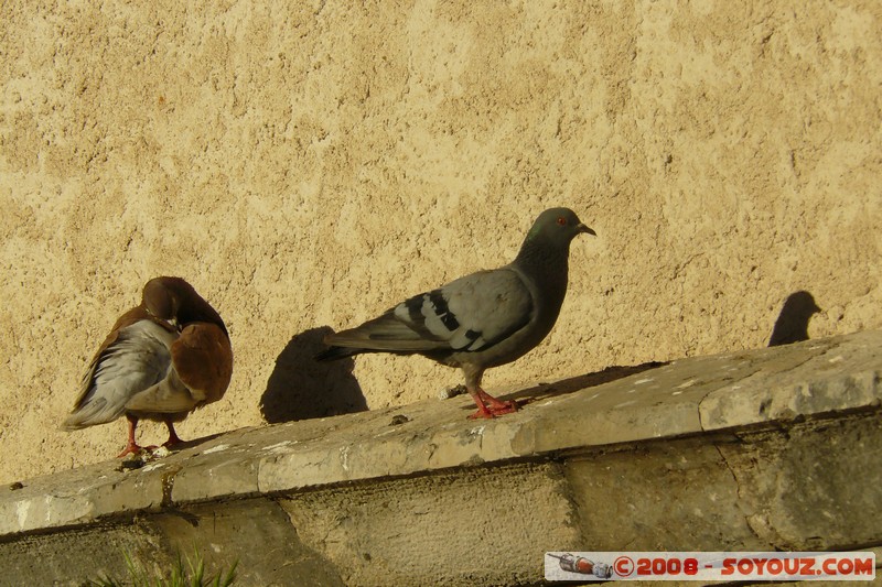 Moustiers-Sainte-Marie - Pigeons
Mots-clés: sunset animals oiseau pigeon