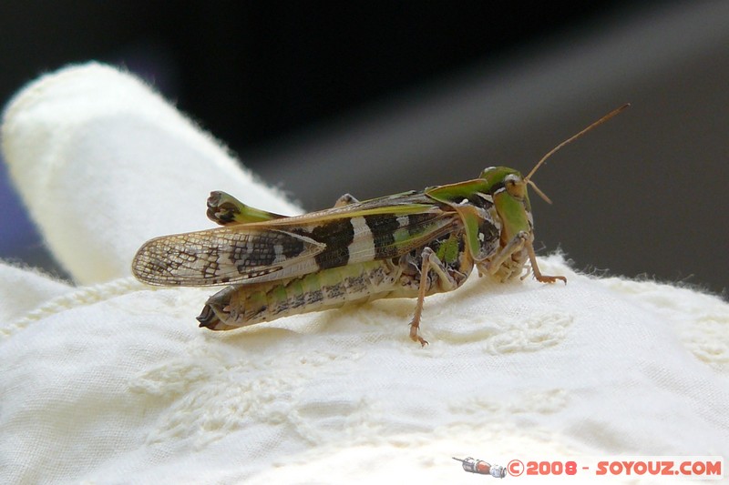 Sauterelle
Mots-clés: animals Insecte Sauterelle