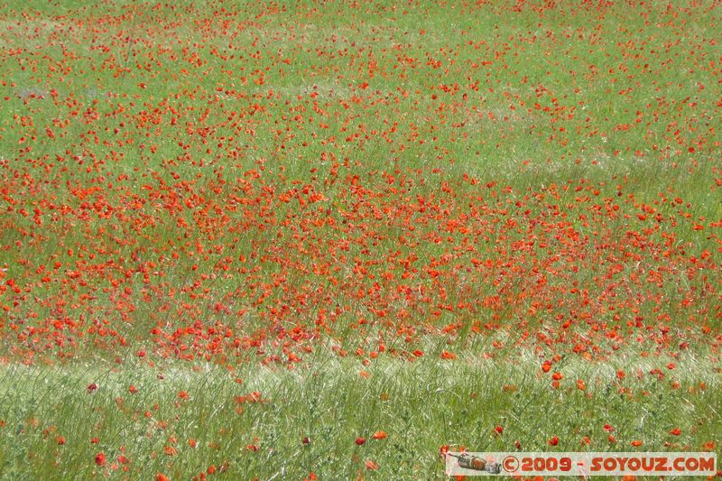 Regusse - Champ de Coquelicots
Mots-clés: fleur coquelicot