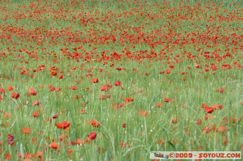 La Verdiere - Champ de Coquelicot
Mots-clés: fleur coquelicot