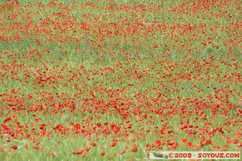 La Verdiere - Champ de Coquelicot
Mots-clés: fleur coquelicot