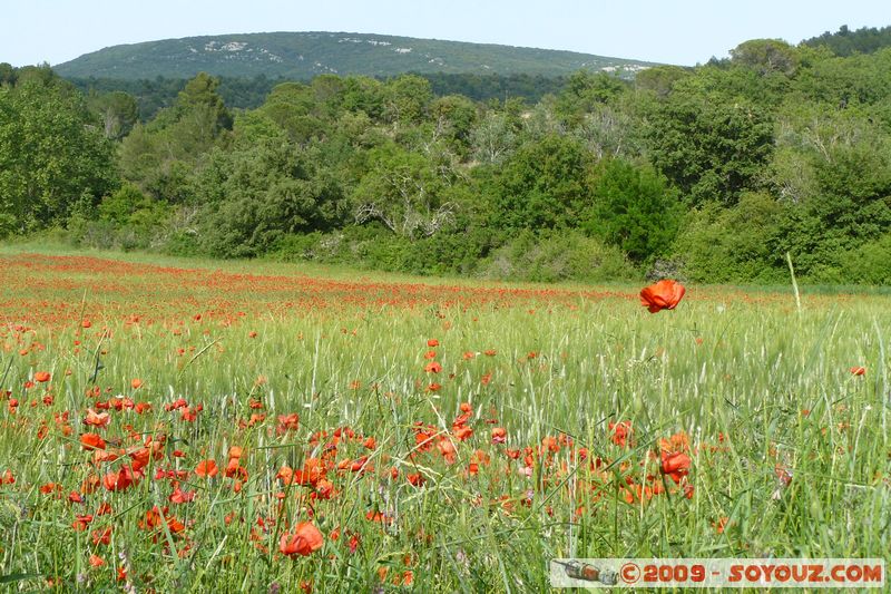 La Verdiere - Champ de Coquelicot
Mots-clés: fleur coquelicot