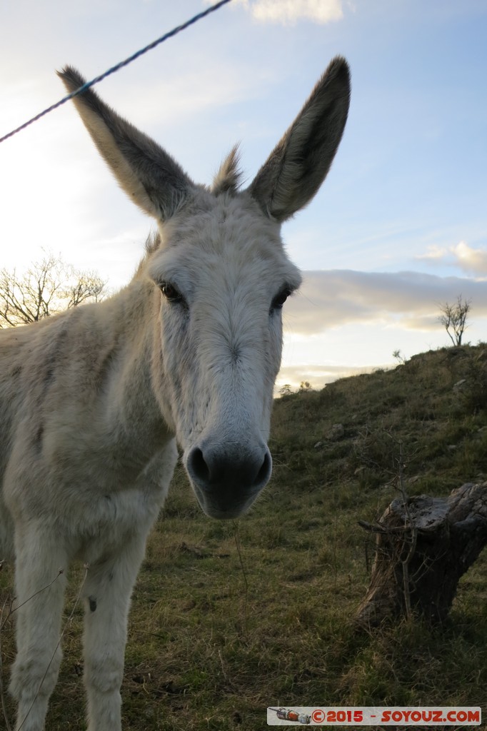 Ardeche - Lablachere - Anes
Mots-clés: FRA France geo:lat=44.45016067 geo:lon=4.21752691 geotagged Lablach&egrave;re Rh&ocirc;ne-Alpes animals ane
