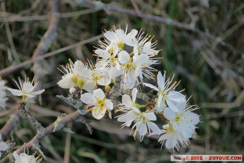 Ardeche - Lablachere
Mots-clés: FRA France geo:lat=44.44945605 geo:lon=4.21729088 geotagged Lablach&egrave;re Rh&ocirc;ne-Alpes fleur