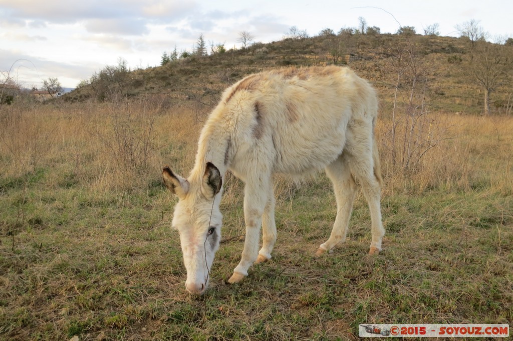 Ardeche - Lablachere - Anes
Mots-clés: FRA France geo:lat=44.44945605 geo:lon=4.21729088 geotagged Lablach&egrave;re Rh&ocirc;ne-Alpes animals ane