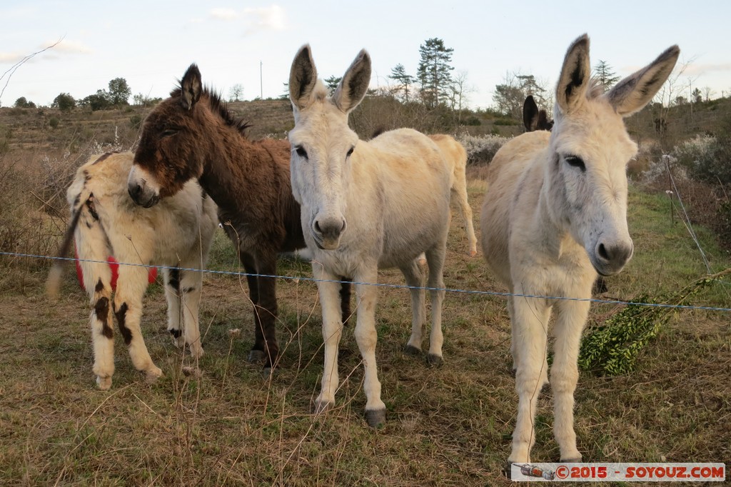 Ardeche - Lablachere - Anes
Mots-clés: FRA France geo:lat=44.44882418 geo:lon=4.21621263 geotagged Lablach&egrave;re Rh&ocirc;ne-Alpes animals ane