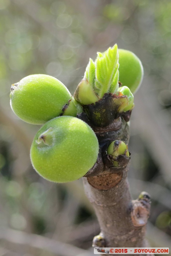 Ardeche - Balazuc
Mots-clés: Balazuc FRA France geo:lat=44.50896851 geo:lon=4.37177807 geotagged Rh&ocirc;ne-Alpes plante