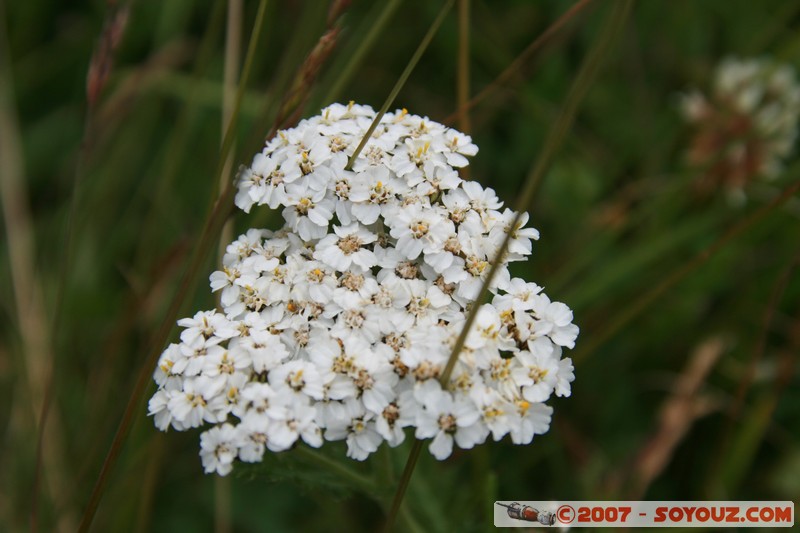 Fleurs
Mots-clés: fleur