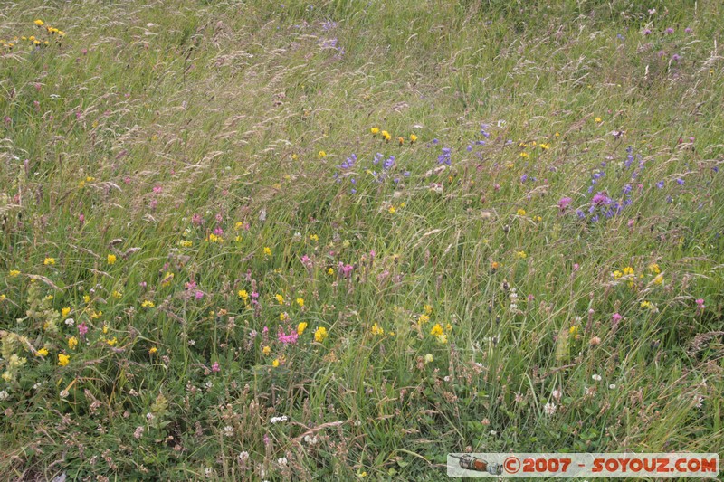 Fleurs
Mots-clés: fleur