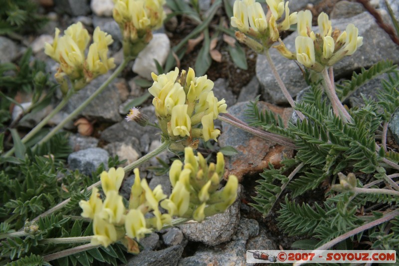 Fleurs
Mots-clés: fleur