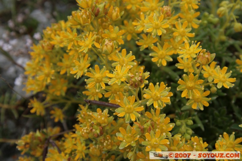 Fleurs
Mots-clés: fleur