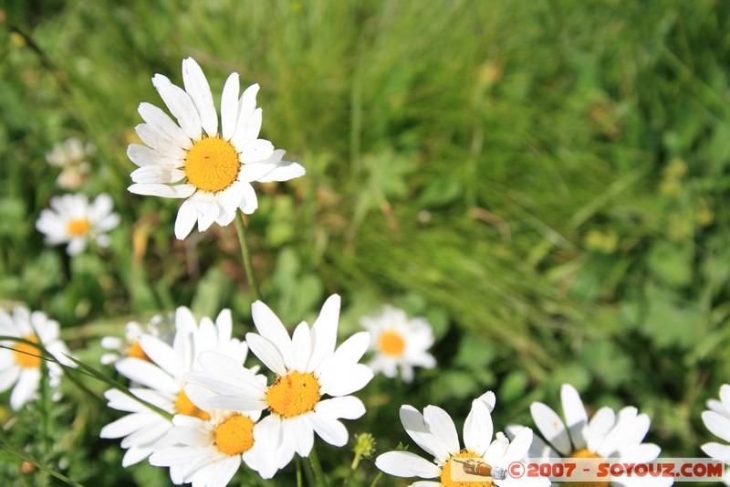 Fleurs
Mots-clés: fleur