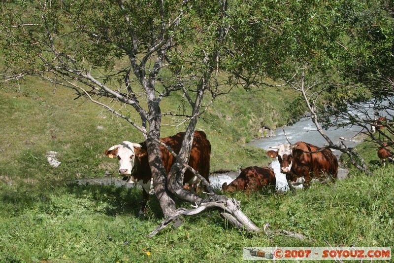 Vache
Mots-clés: animals vaches