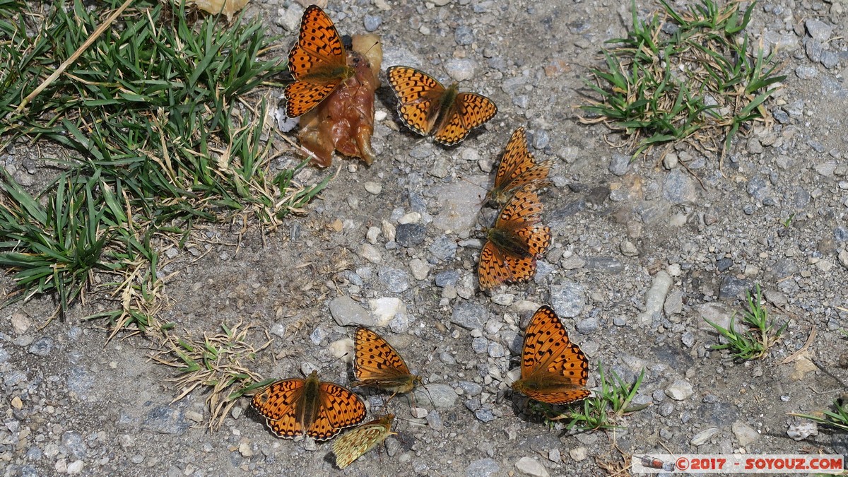 Lac du Mont-Cenis - Papillons
Mots-clés: Auvergne-Rh&ocirc;ne-Alpes FRA France geo:lat=45.23790985 geo:lon=6.95342302 geotagged Lanslevillard Rivers-Derri&egrave;re Haute Maurienne Lanslebourg-Mont-Cenis Lac du Mont-Cenis animals Insecte papillon