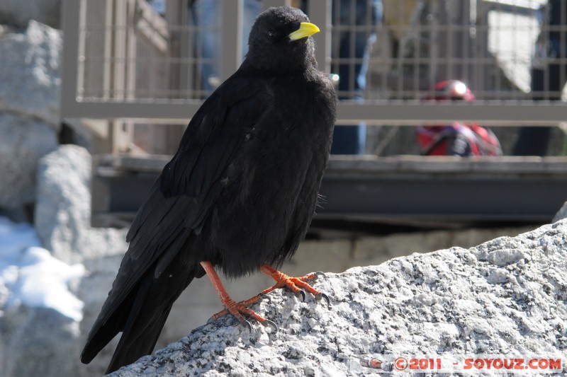 Téléphérique de l'aiguille du Midi - Chocard a bec jaune
Mots-clés: Chamonix-Mont-Blanc FRA France geo:lat=45.87833495 geo:lon=6.88782692 geotagged Les Bossons RhÃ´ne-Alpes Chocard a bec jaune animals oiseau