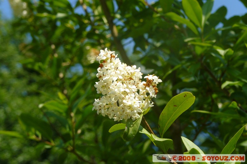 Reserve Naturelle du Bout-du-Lac
Mots-clés: fleur