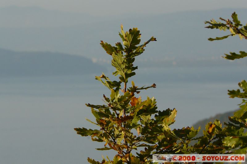 Duingt - La boucle du Taillefer
Mots-clés: plante