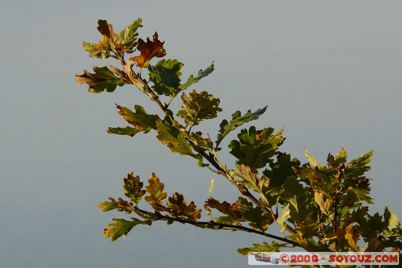 Duingt - La boucle du Taillefer
Mots-clés: plante