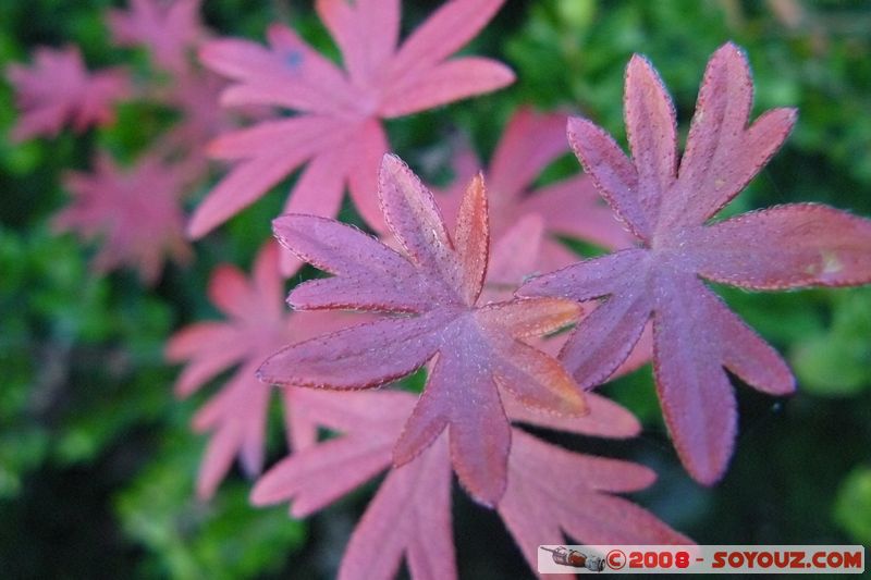 Duingt - La boucle du Taillefer
Mots-clés: plante