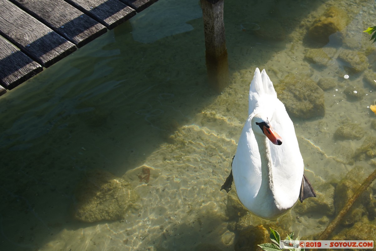 Annecy - Le Paquier - Cygne
Mots-clés: oiseau animals Cygne