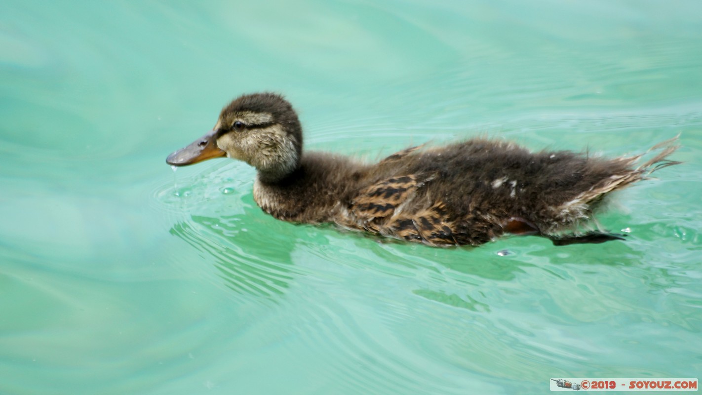 Annecy-le-Vieux - Chavoire - Canard Colvert
Mots-clés: Annecy-le-Vieux Auvergne-Rh&ocirc;ne-Alpes Chavoire FRA France geo:lat=45.90098364 geo:lon=6.16098214 geotagged animals oiseau canard Canard Colvert