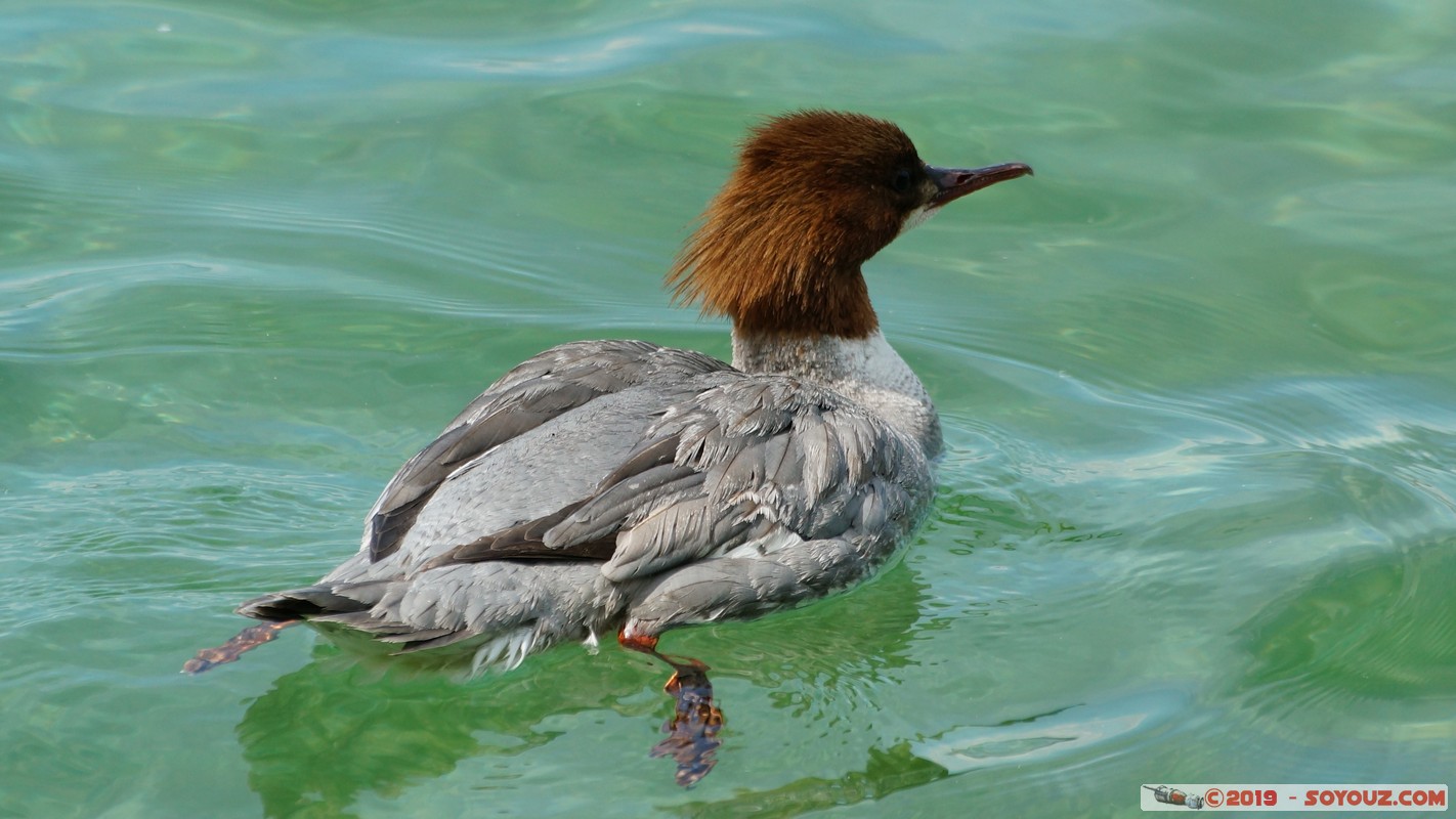 Annecy-le-Vieux - Chavoire - Harle bi&egrave;vre femelle
Mots-clés: Annecy-le-Vieux Auvergne-Rh&ocirc;ne-Alpes Chavoire FRA France geo:lat=45.90098364 geo:lon=6.16098214 geotagged animals oiseau Harle bi&egrave;vre femelle Harle bi&egrave;vre