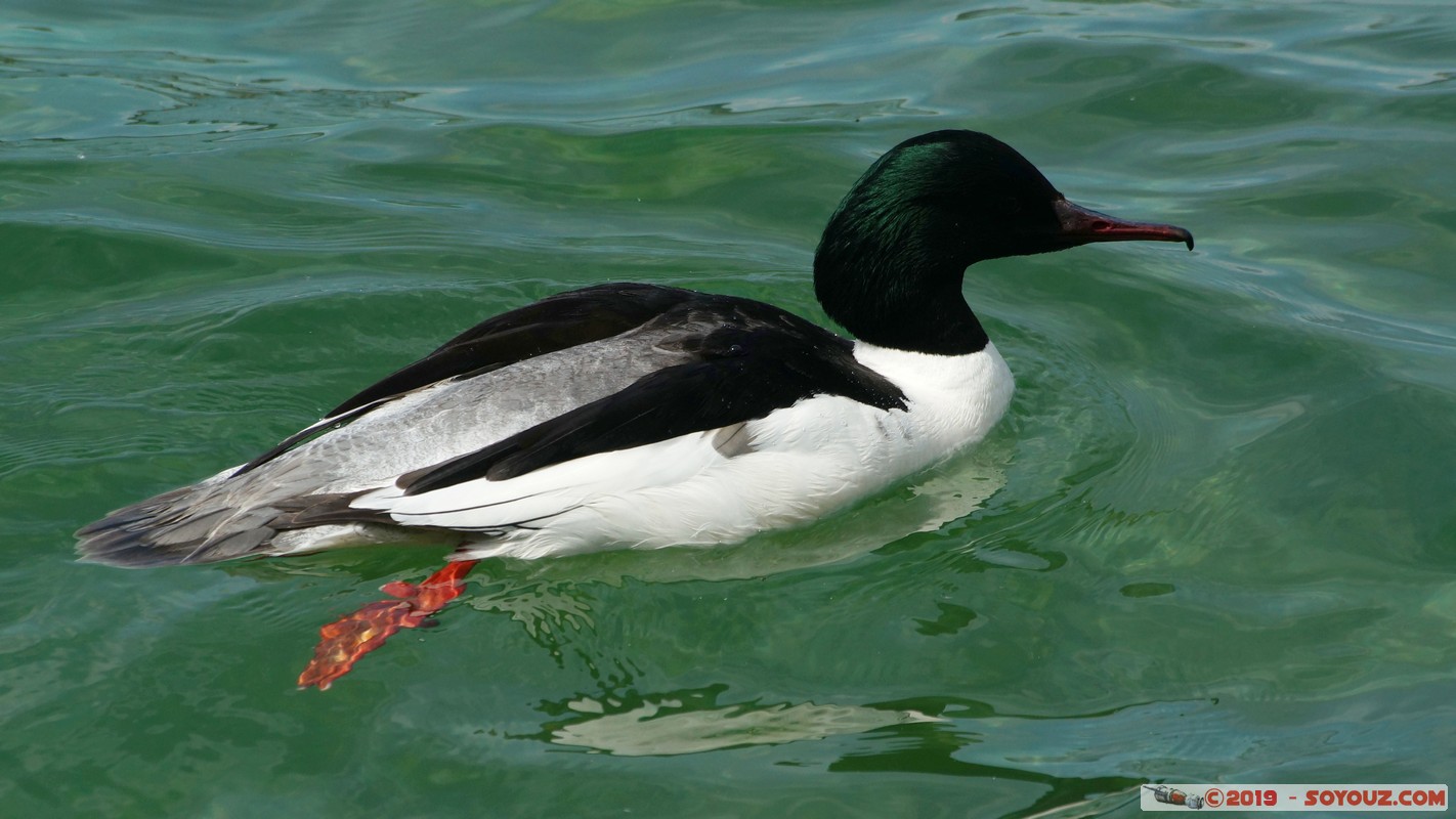 Annecy-le-Vieux - Chavoire - Harle bi&egrave;vre m&acirc;le
Mots-clés: Annecy-le-Vieux Auvergne-Rh&ocirc;ne-Alpes Chavoire FRA France geo:lat=45.90098364 geo:lon=6.16098214 geotagged animals oiseau Harle bi&egrave;vre m&acirc;le Harle bi&egrave;vre