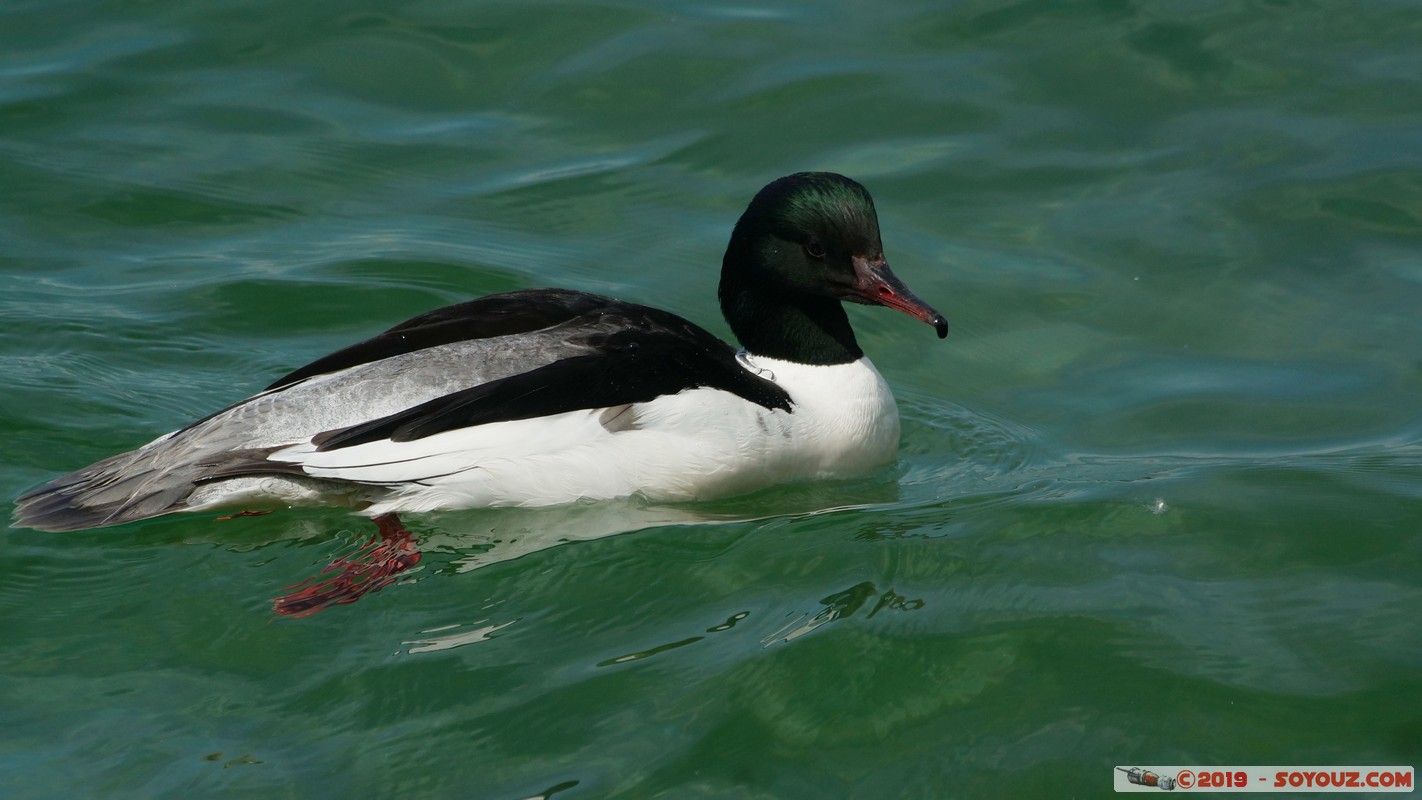 Annecy-le-Vieux - Chavoire - Harle bi&egrave;vre m&acirc;le
Mots-clés: Annecy-le-Vieux Auvergne-Rh&ocirc;ne-Alpes Chavoire FRA France geo:lat=45.90098364 geo:lon=6.16098214 geotagged animals oiseau Harle bi&egrave;vre m&acirc;le Harle bi&egrave;vre