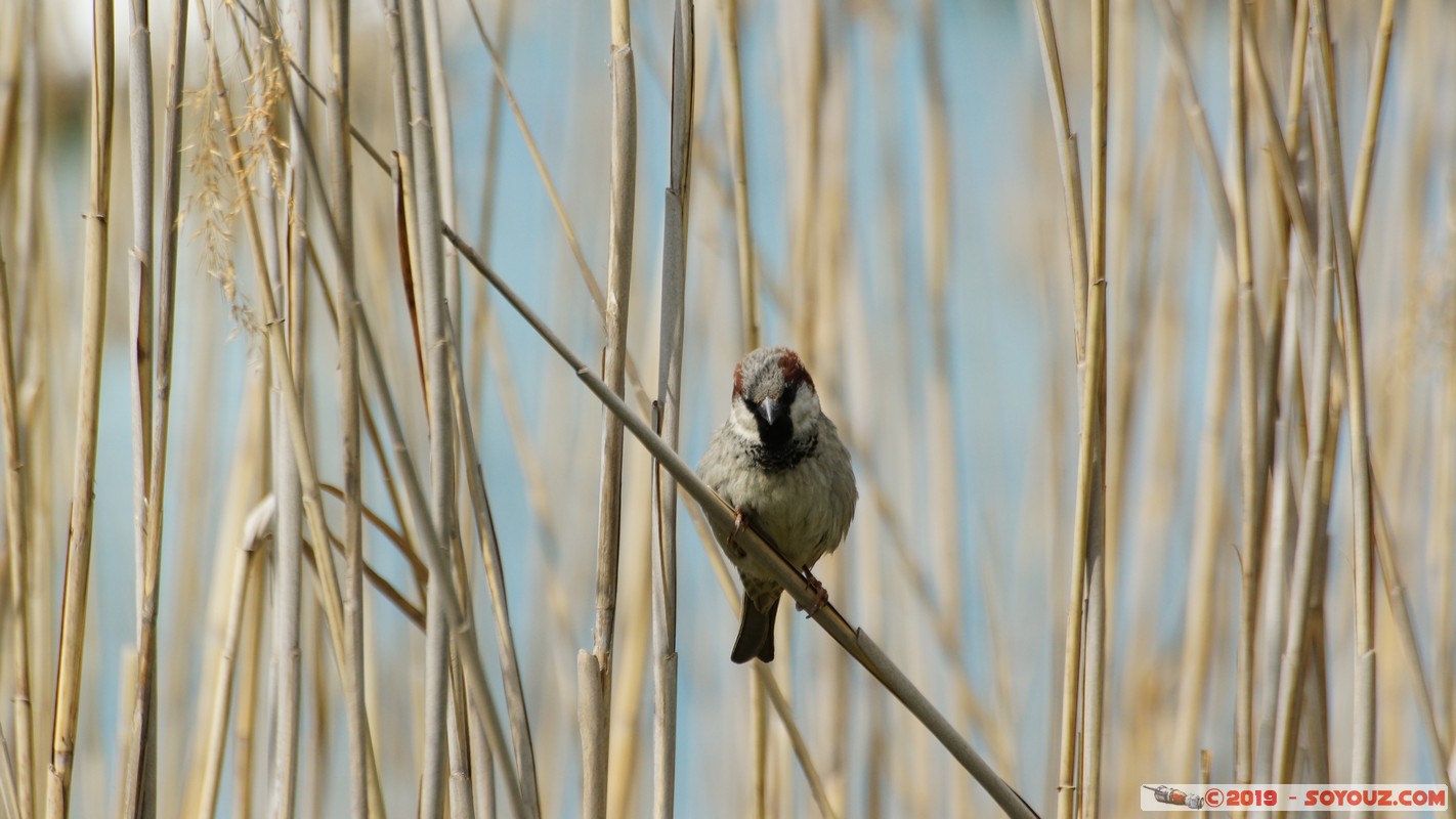 Annecy-le-Vieux - Albigny - Moineau
Mots-clés: Albigny Annecy-le-Vieux Auvergne-Rh&ocirc;ne-Alpes FRA France geo:lat=45.90560480 geo:lon=6.15726167 geotagged animals oiseau Moineau