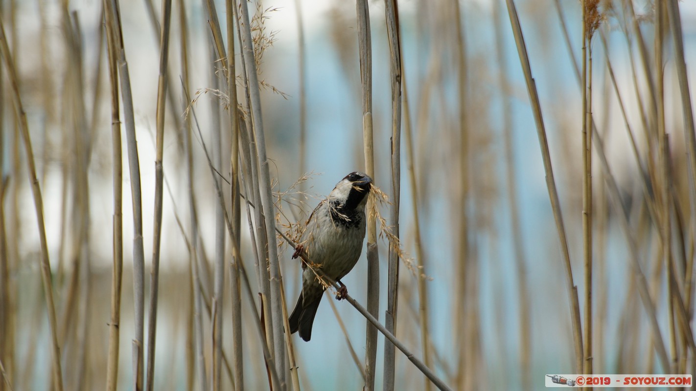 Annecy-le-Vieux - Albigny - Moineau
Mots-clés: Albigny Annecy-le-Vieux Auvergne-Rh&ocirc;ne-Alpes FRA France geo:lat=45.90560480 geo:lon=6.15726167 geotagged animals oiseau Moineau