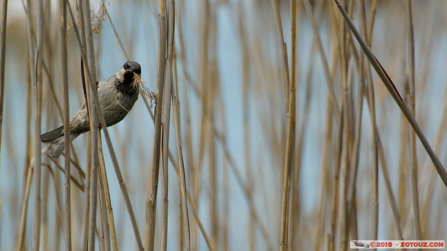 Annecy-le-Vieux - Albigny - Moineau
Mots-clés: Albigny Annecy-le-Vieux Auvergne-Rh&ocirc;ne-Alpes FRA France geo:lat=45.90560480 geo:lon=6.15726167 geotagged animals oiseau Moineau