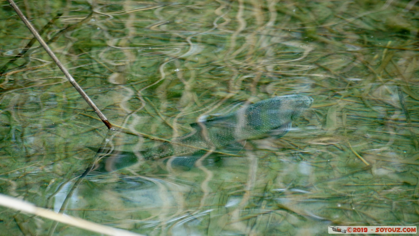 Annecy-le-Vieux - Albigny
Mots-clés: Albigny Annecy-le-Vieux Auvergne-Rh&ocirc;ne-Alpes FRA France geo:lat=45.90476118 geo:lon=6.15163440 geotagged Poisson animals