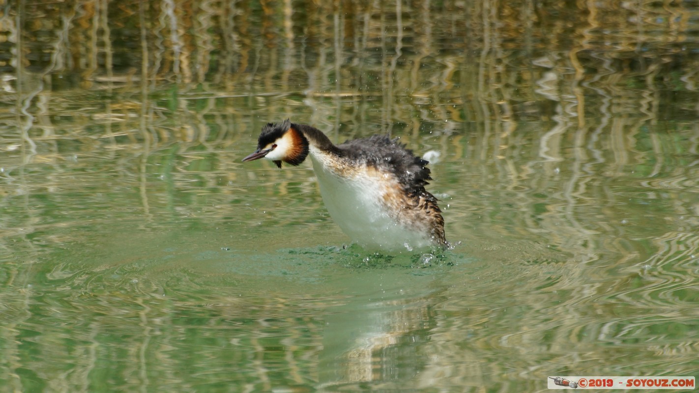 Annecy-le-Vieux - Albigny - Gr&egrave;bes hupp&eacute;s
Mots-clés: Albigny Annecy-le-Vieux Auvergne-Rh&ocirc;ne-Alpes FRA France geo:lat=45.90476118 geo:lon=6.15163440 geotagged animals oiseau Gr&egrave;bes hupp&eacute;s
