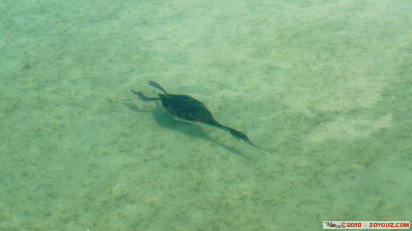 Annecy-le-Vieux - Albigny - Gr&egrave;bes hupp&eacute;s
Mots-clés: Albigny Annecy-le-Vieux Auvergne-Rh&ocirc;ne-Alpes FRA France geo:lat=45.90477238 geo:lon=6.15173632 geotagged animals oiseau Gr&egrave;bes hupp&eacute;s