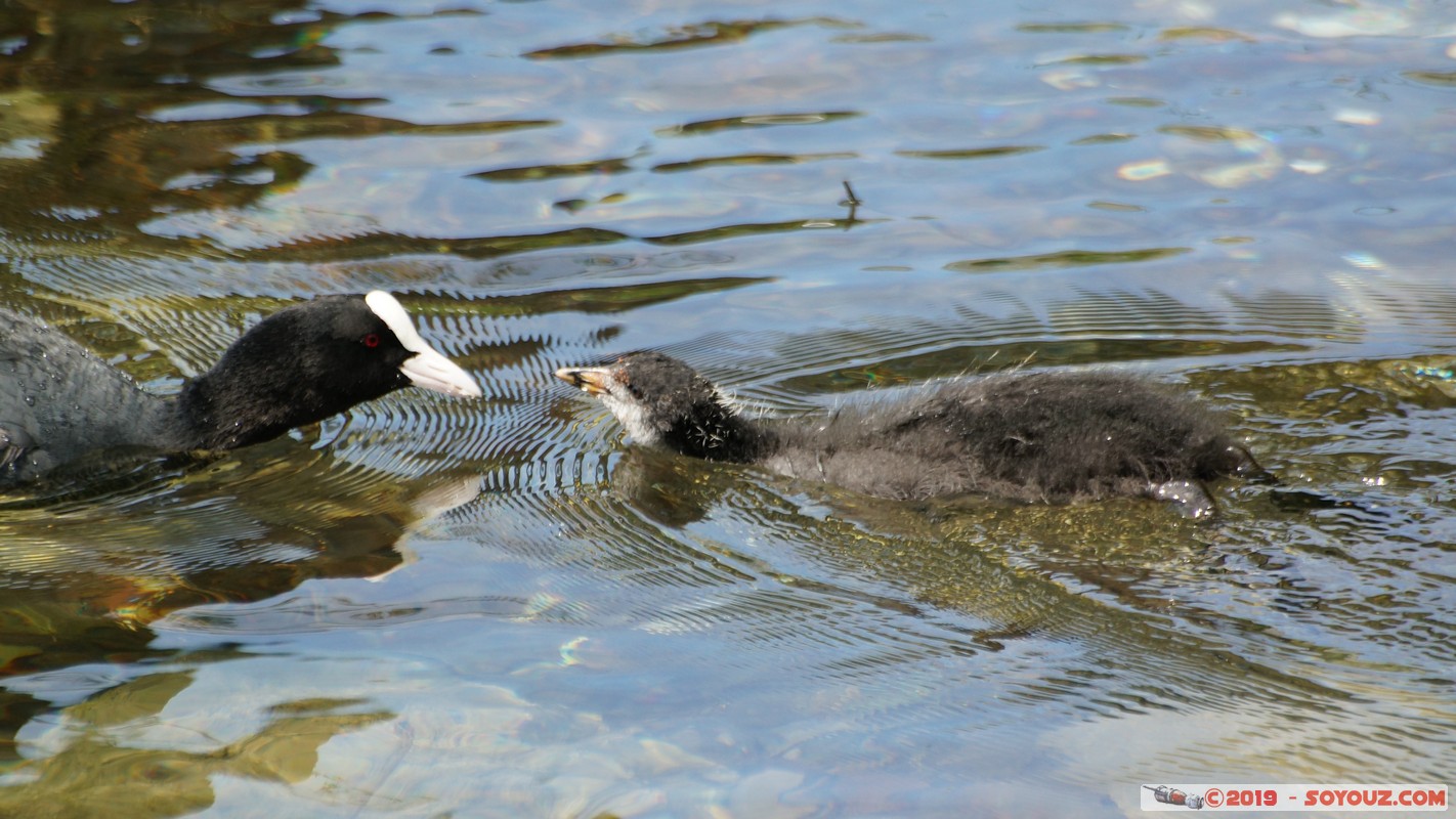 Annecy-le-Vieux - Albigny - foulque macroule
Mots-clés: Albigny Annecy-le-Vieux Auvergne-Rh&ocirc;ne-Alpes FRA France geo:lat=45.90477238 geo:lon=6.15152711 geotagged animals oiseau Poule d'eau foulque macroule