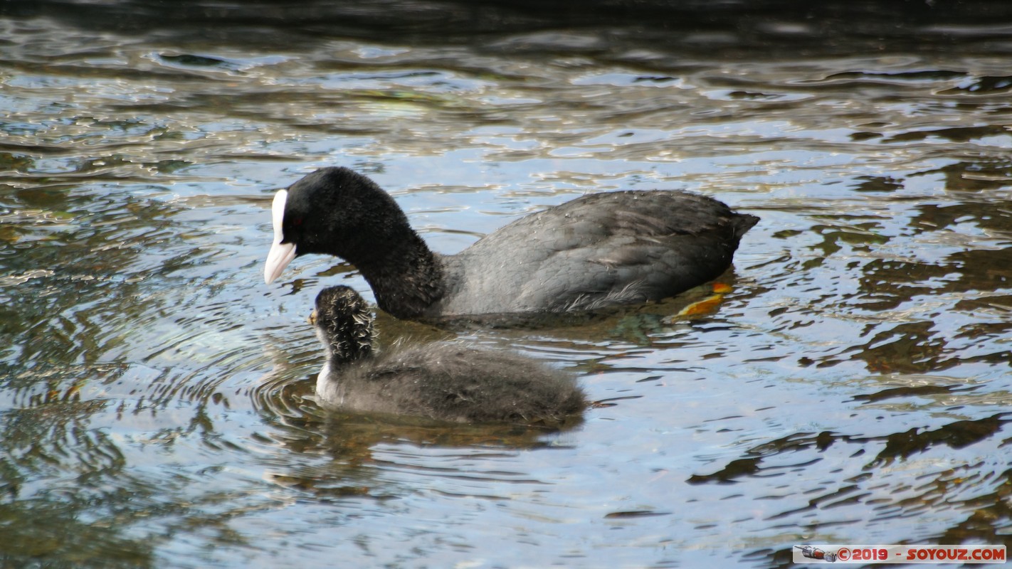 Annecy-le-Vieux - Albigny - foulque macroule
Mots-clés: Albigny Annecy-le-Vieux Auvergne-Rh&ocirc;ne-Alpes FRA France geo:lat=45.90477238 geo:lon=6.15152711 geotagged animals oiseau foulque macroule