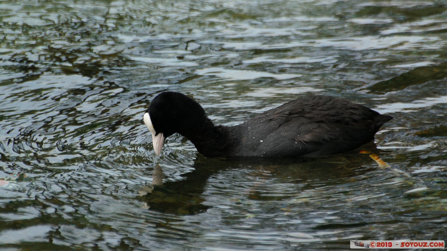 Annecy-le-Vieux - Albigny - foulque macroule
Mots-clés: Albigny Annecy-le-Vieux Auvergne-Rh&ocirc;ne-Alpes FRA France geo:lat=45.90477238 geo:lon=6.15152711 geotagged animals oiseau foulque macroule