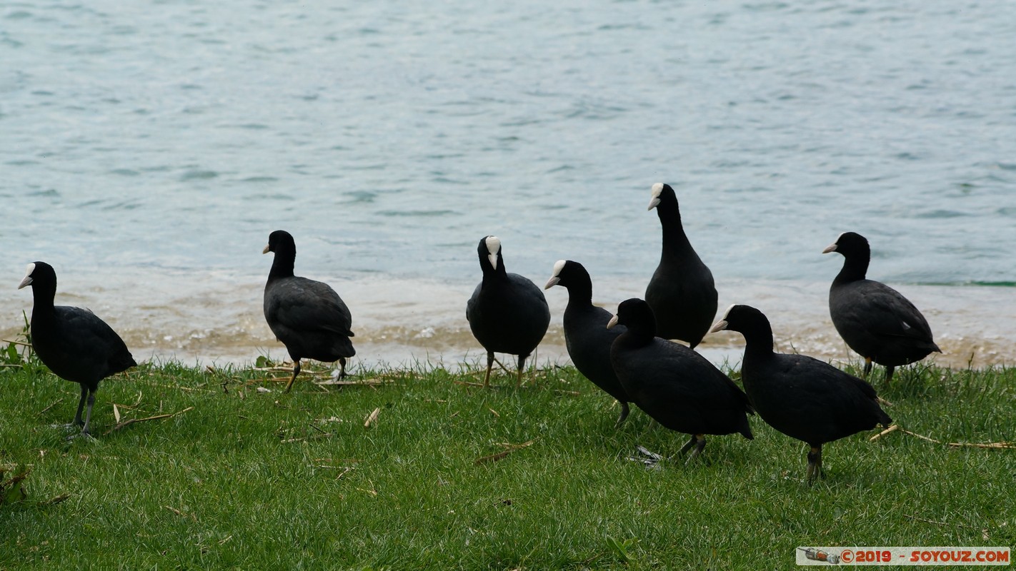 Annecy-le-Vieux - Albigny - foulque macroule
Mots-clés: Albigny Annecy-le-Vieux Auvergne-Rh&ocirc;ne-Alpes FRA France geo:lat=45.90459321 geo:lon=6.14967102 geotagged animals oiseau foulque macroule