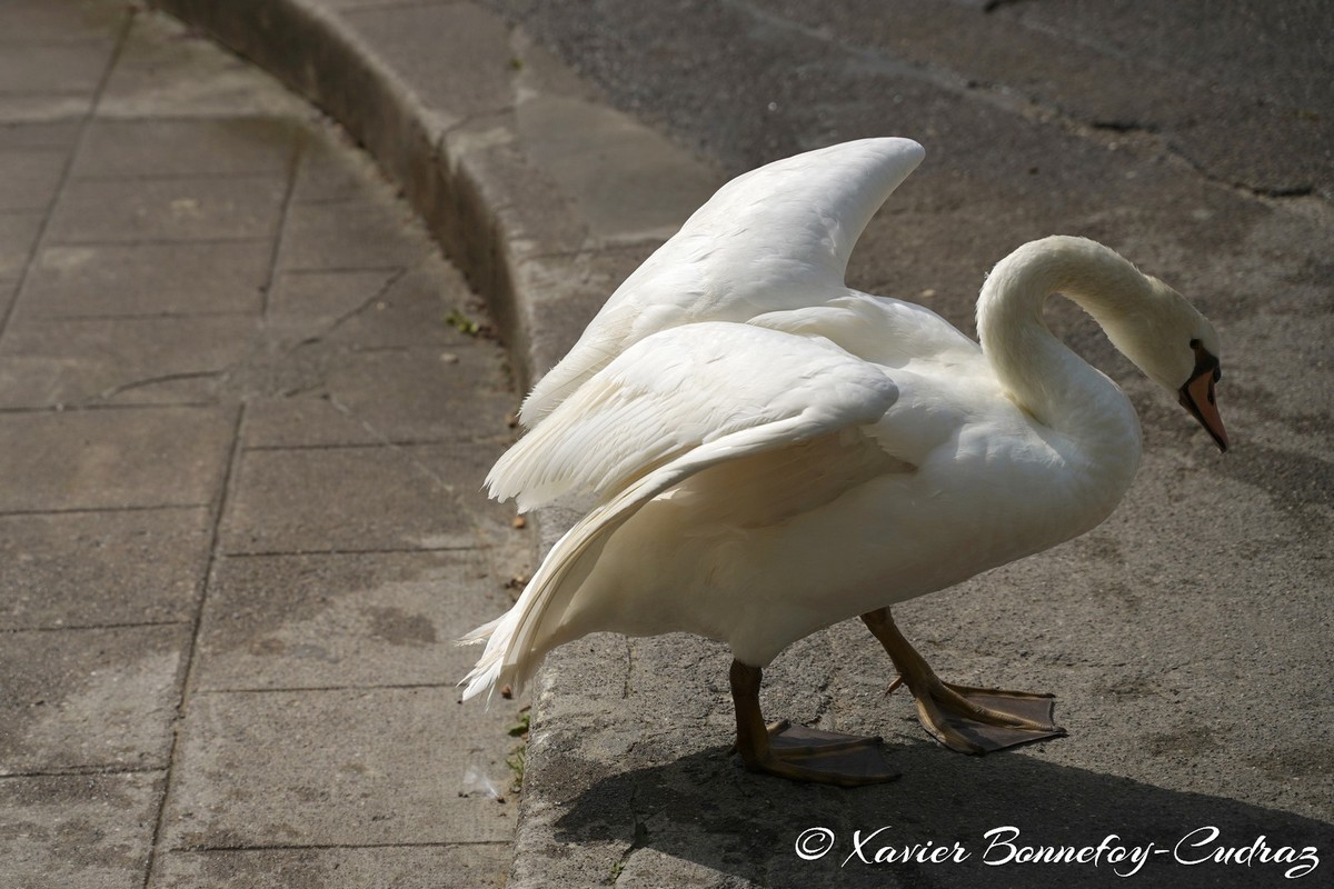 Lac d'Annecy - Cygne
Mots-clés: Annecy FRA France geo:lat=45.90324258 geo:lon=6.13595852 geotagged Haute-Savoie Le Paquier animals oiseau Cygne