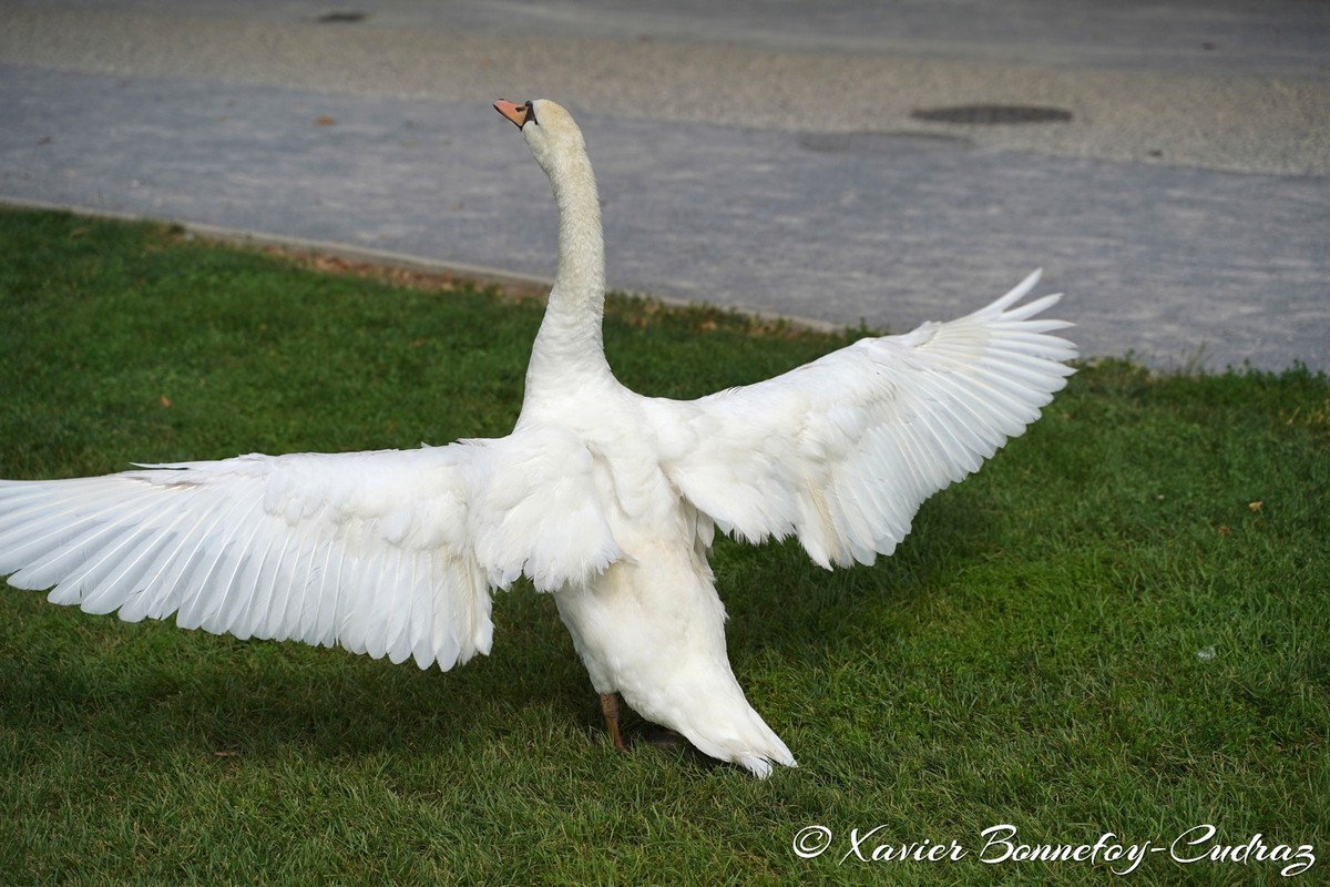 Lac d'Annecy - Cygne
Mots-clés: Annecy FRA France geo:lat=45.90324258 geo:lon=6.13595852 geotagged Haute-Savoie Le Paquier animals oiseau Cygne