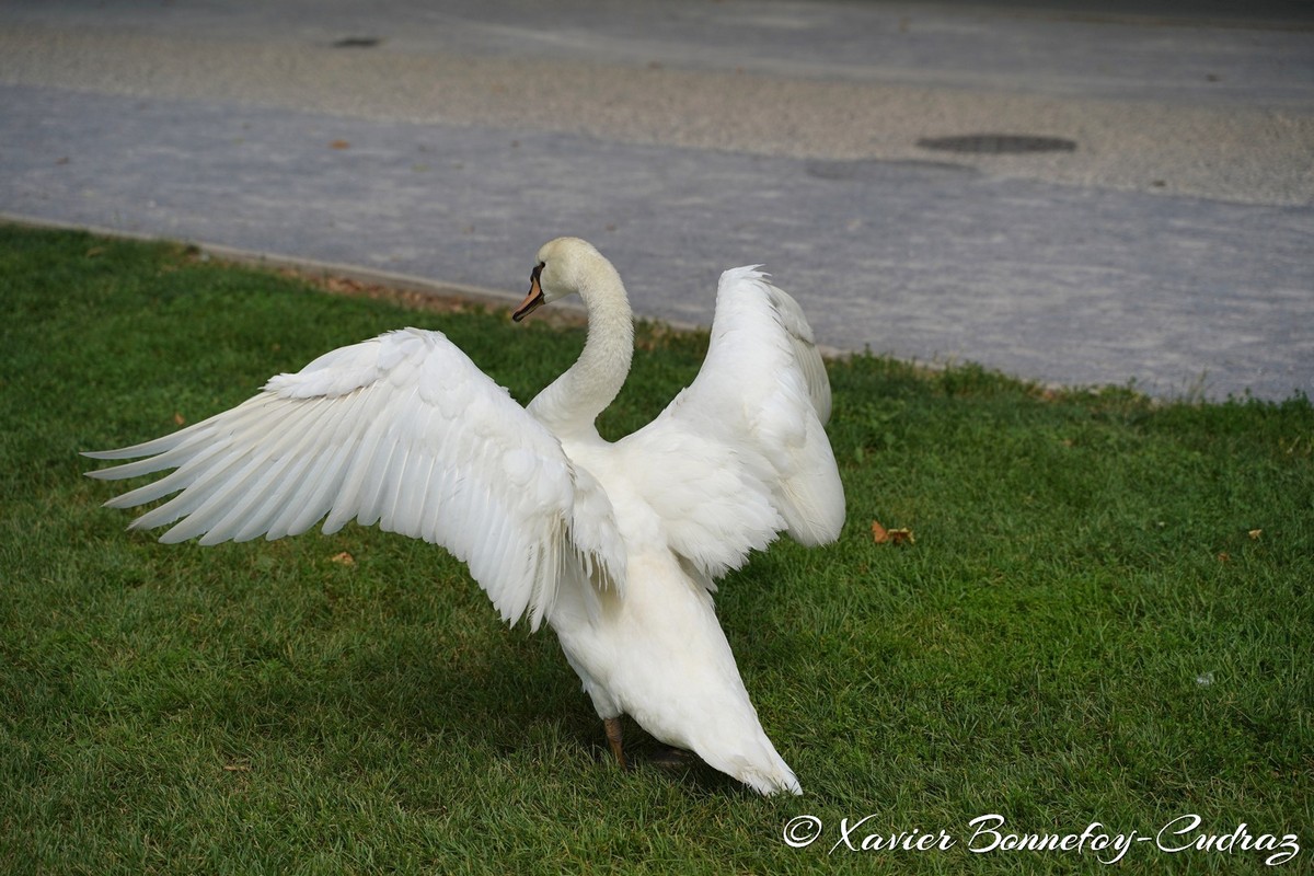 Lac d'Annecy - Cygne
Mots-clés: Annecy FRA France geo:lat=45.90324258 geo:lon=6.13595852 geotagged Haute-Savoie Le Paquier animals oiseau Cygne