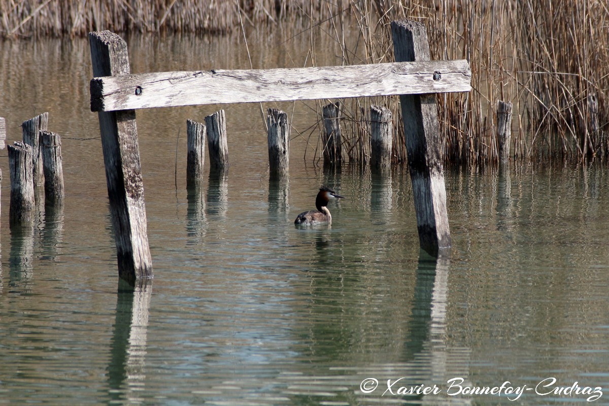 Lac d'Annecy - Grèbe huppé
Mots-clés: Albigny Annecy-le-Vieux Auvergne-Rhône-Alpes FRA France geo:lat=45.90487305 geo:lon=6.15226164 geotagged Annecy animals oiseau Grebe huppe