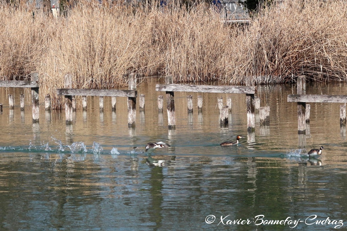 Lac d'Annecy - Grèbe huppé
Mots-clés: Albigny Annecy-le-Vieux Auvergne-Rhône-Alpes FRA France geo:lat=45.90487305 geo:lon=6.15226164 geotagged Annecy animals oiseau Grebe huppe