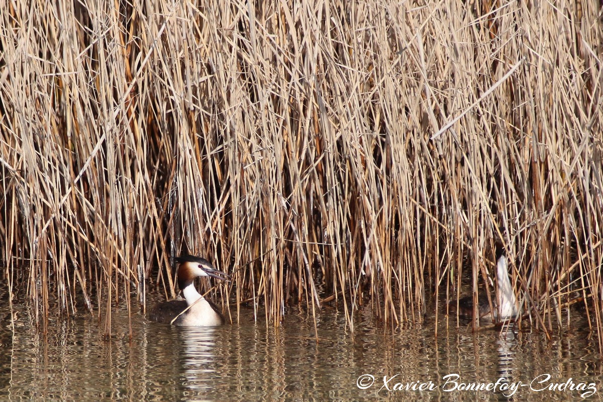 Lac d'Annecy - Grèbe huppé
Mots-clés: Albigny Annecy-le-Vieux Auvergne-Rhône-Alpes FRA France geo:lat=45.90487305 geo:lon=6.15226164 geotagged Annecy animals oiseau Grebe huppe